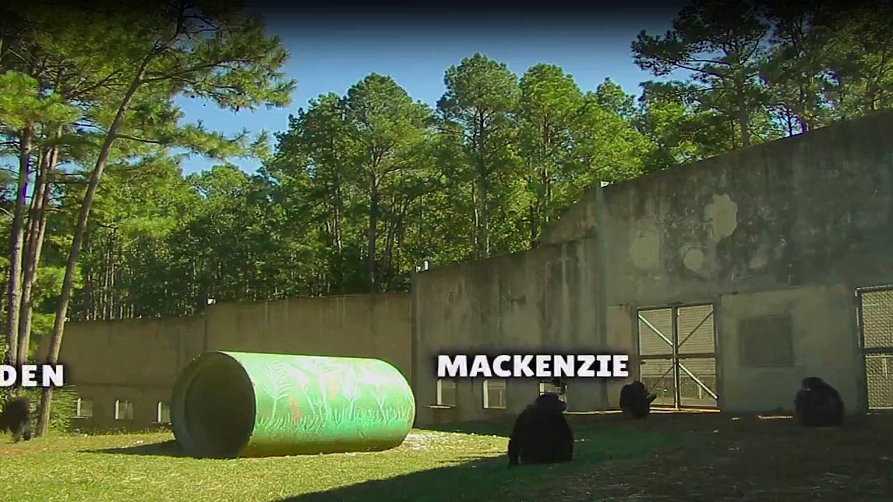 Triff die Schimpansen Staffel 1 Folge 3 HD Deutsch