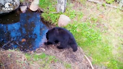 15 Tragic Moments When Big Cats and Wild Animals Get Injured   The Hawk