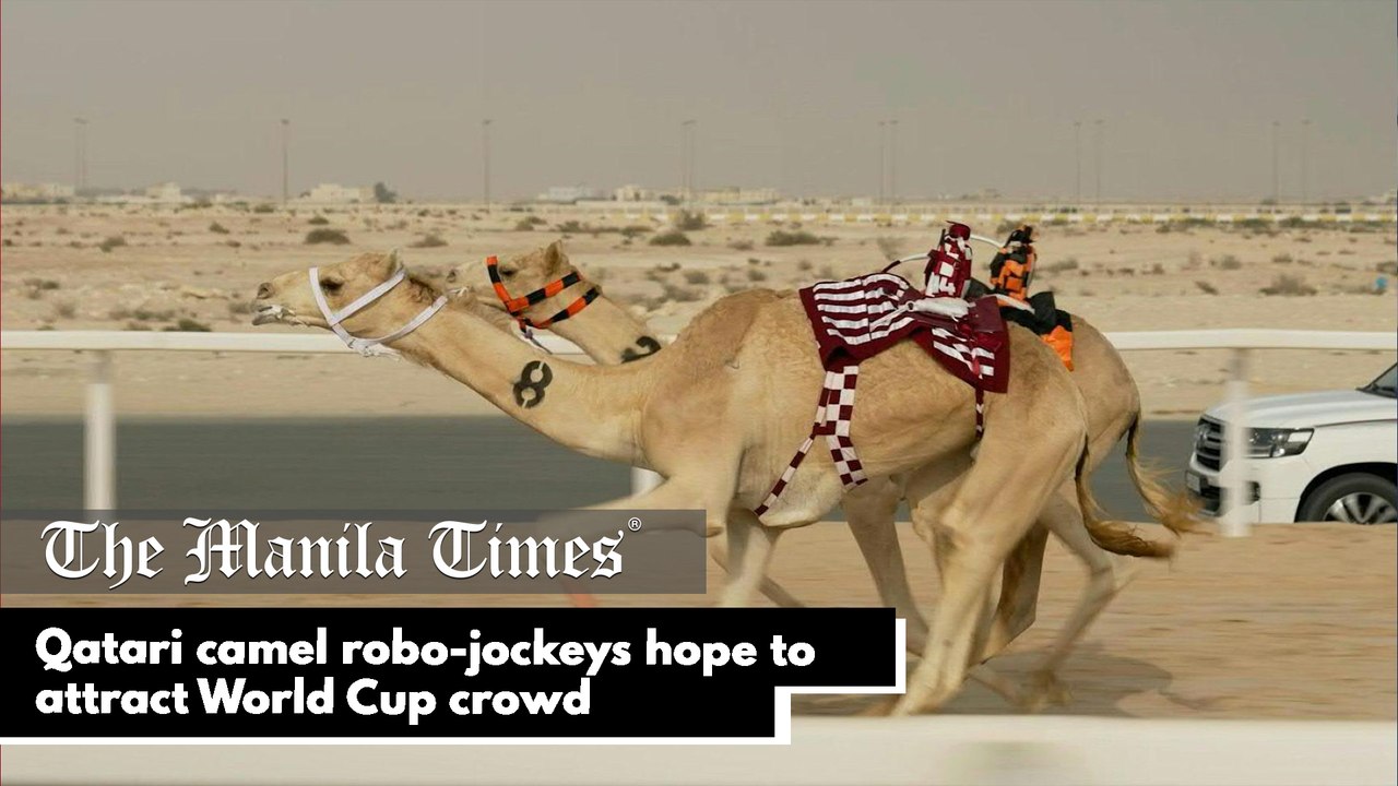 Qatari camel robo-jockeys hope to attract World Cup crowd