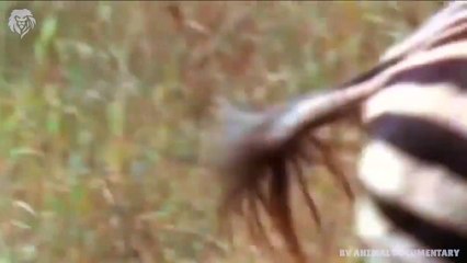 Mother Zebra press Lion and attacks very brutal to save her baby, Wild Animals Attack