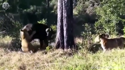 Angry Buffalo herd attack Lion very hard to save the baby, Wild Animals Attack