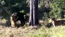 Angry Buffalo herd attack Lion very hard to save the baby, Wild Animals Attack