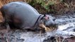 Angry Hippopotamus attacks Wild Dogs very hard, Wild Animals Attack