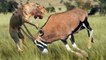 Oryx attacks Lion very hard to save her life, Wild Animals Attack