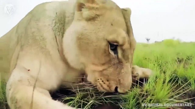 Extreme Battle Porcupine vs Snake, Wild Animals Attack