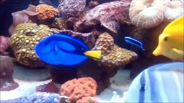 Belajar mengenal nama Hewan Laut _ Nama nama Ikan _ nama dan suara hewan laut