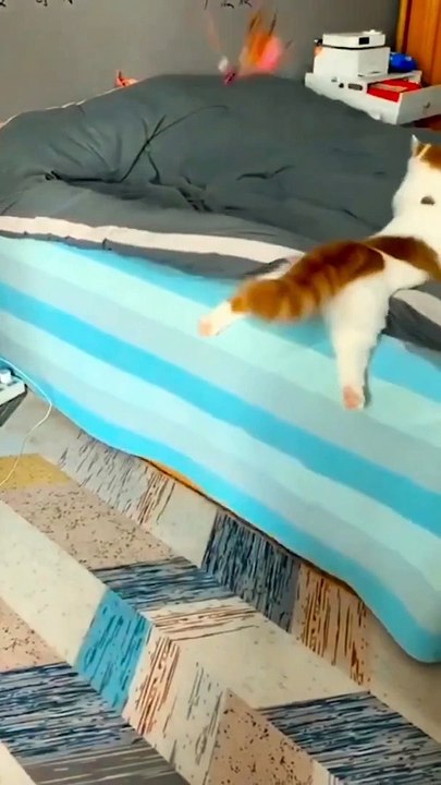 Animal comedy clip