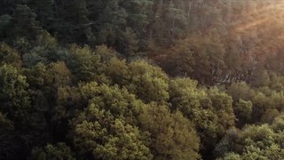 The Forest _ Nature Cinematic Drone Footage