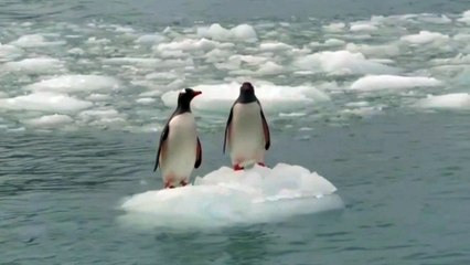 Dua Penguin Lucu Diatas Es