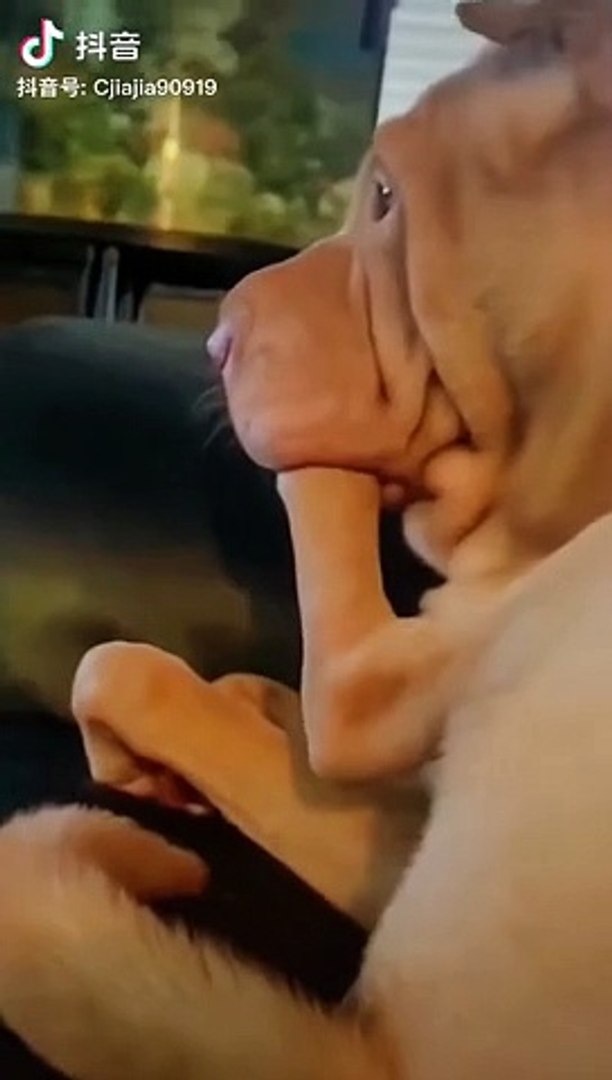 ⁣Pets Funny reaction #pets #funny