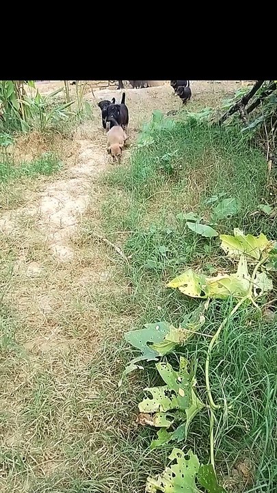 Cute dog