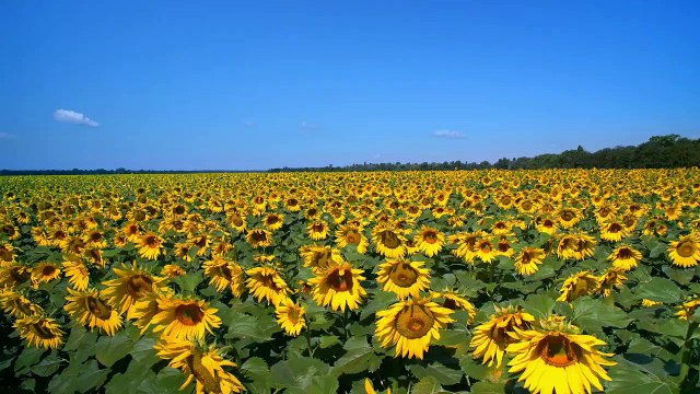 Bunga -matahari -mixkit-gigantic-field-of-sunflowers-on-a-sunny-day-4881-medium