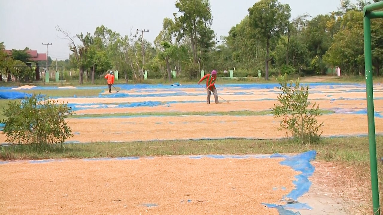 รร.โคราช เปิดพื้นที่ให้ชาวนาตากข้าวเปลือกฟรี ป้องกันหัวขโมยข้าว