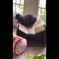 You Definitely Laugh, Trust me  - Funniest Cats Expression Video  - Funny Cats Life