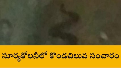 పలాస: భారీ కొండ చిలువ హల్చల్... ప్రజలు హడల్