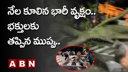 తిరుమలలో  నేల కూలిన భారీ వృక్షం.. భక్తులకు తప్పిన ముప్పు.. | Tirumala | ABN Telugu