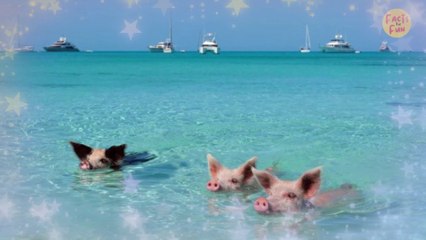 D Pulau ini Kamu Bisa Berenang Sama Babi Lucu