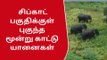 சிப்காட் பகுதிகள் புகுந்த காட்டு யானைகள்; ஓட்டம் பிடித்த ஊழியர்கள்