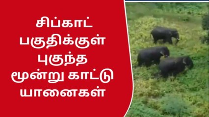 சிப்காட் பகுதிகள் புகுந்த காட்டு யானைகள்; ஓட்டம் பிடித்த ஊழியர்கள்