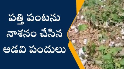 ఆసిఫాబాద్: పత్తి పంటను నాశనం చేసిన పందులు