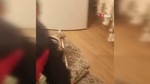 Elazığ'da eve giren 1 metrelik yılan paniğe neden oldu, ailenin yardımına itfaiye ekipleri yetişti