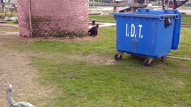 La barra de perritos en el Hongo, Tacuarembó, Uruguay (13/09/2022)