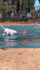 Le raton laveur et le chiot jouent sur la bâche de la piscine - Buzz Buddy