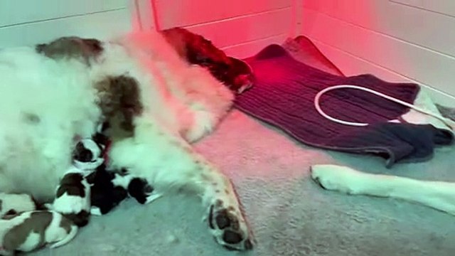 Les mamans chiens coparentales aident à élever 12 chiots pyrénéens - Buzz Buddy