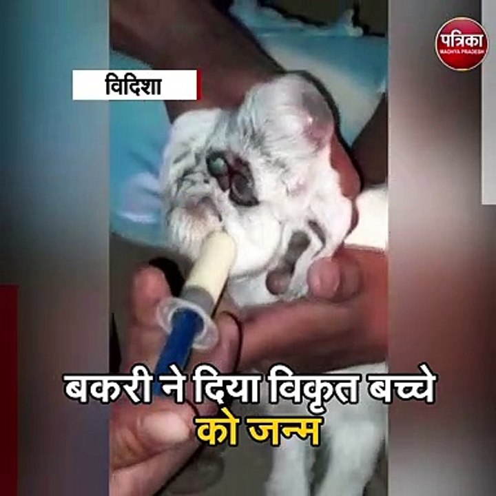 बकरी ने दिया विकृत बच्चे को जन्म