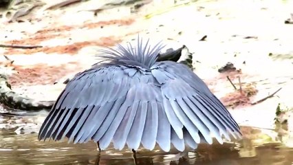 Black herons use their wings to create shade that will attract fish