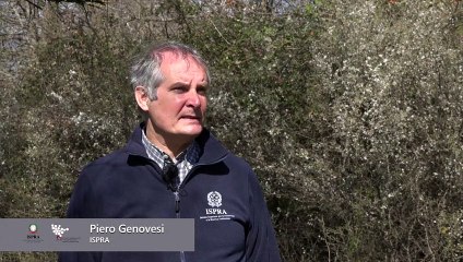 Lupi in Italia, l'esperto Ispra: ecco dove