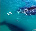 Drone footage of whales and dolphins playing together