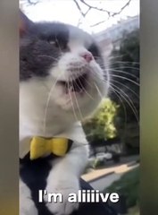 Cute talking cats speak English better than humans