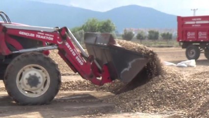 Osmaniyeli Fıstık Üreticisi: "Yerfıstığımız da Destekleme Kapsamına Alınsın"