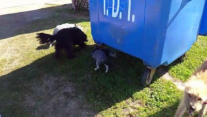 Se agrandó la Barra de perritos, ahora se sumó Broly (21/08/2022)