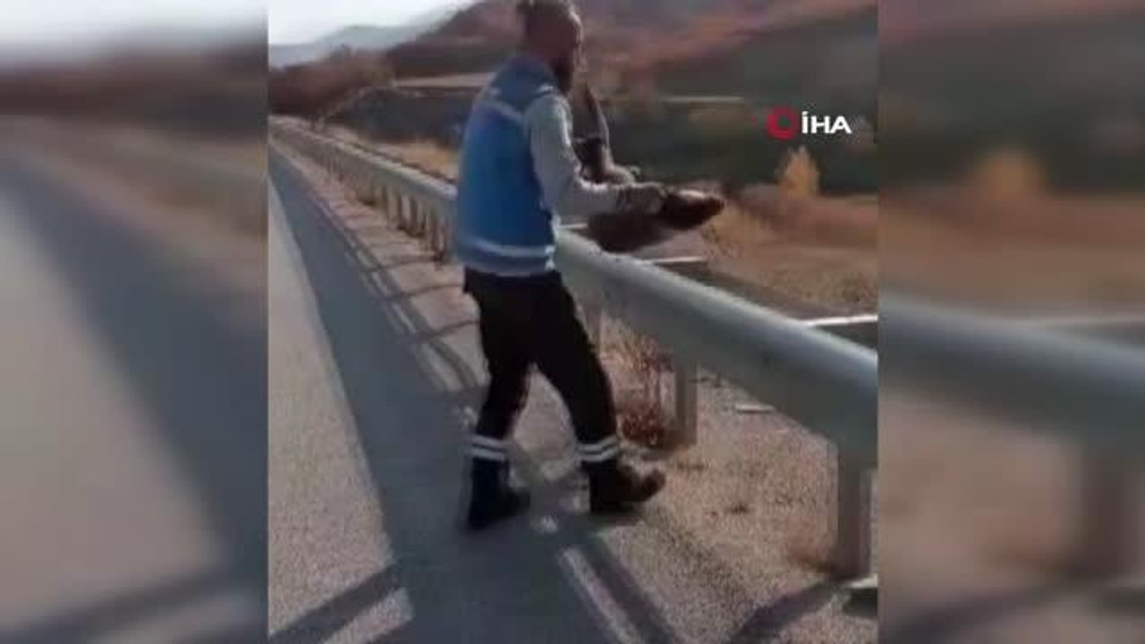 Nesli tükenme tehdidi altındaki samur, kaza sonucu telef oldu