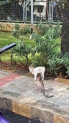 Animal kingdom / funny animal video