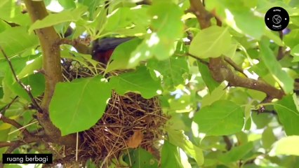 Informasi pohon yang belum kamu ketahui