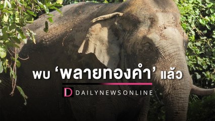 พบแล้ว ‘พลายทองคำ’ งากระเด็น เดินออกป่าท่าทางเศร้า ตามตัวไร้บาดแผล | HOTSHOT เดลินิวส์ 12/11/65