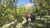 Devlet desteğiyle oluşturulan bahçeler elma üretimini artırdı