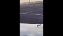 Ce pigeon s'est posé sur l'aile d'un avion, mauvaise idée