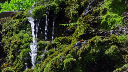 Earth's Great Rivers - Amazon