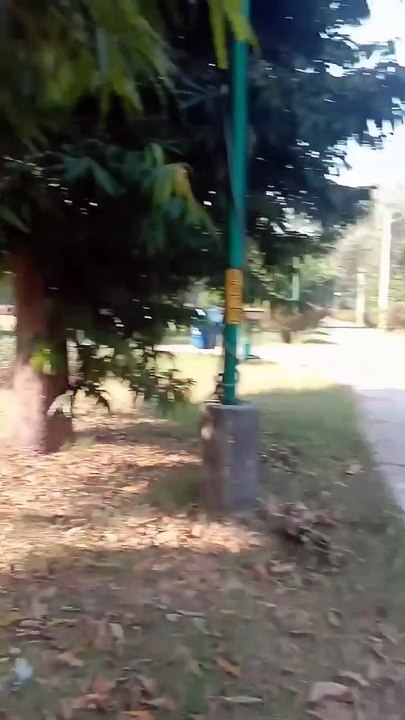 रोज गार्डन in लुधियाना   Big Park in ludhiana _ फुल veiw ऑफ़ पार्क गुलाबों का बगीचाँ देखे हर तरह ka