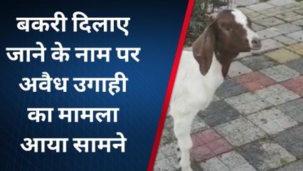 सिवनी: अवैध उगाही का मामला आया सामने, पशुपालन में उगाही