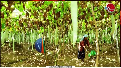 വൻ വിജയത്തിൽ കൂട്ടുകൃഷി