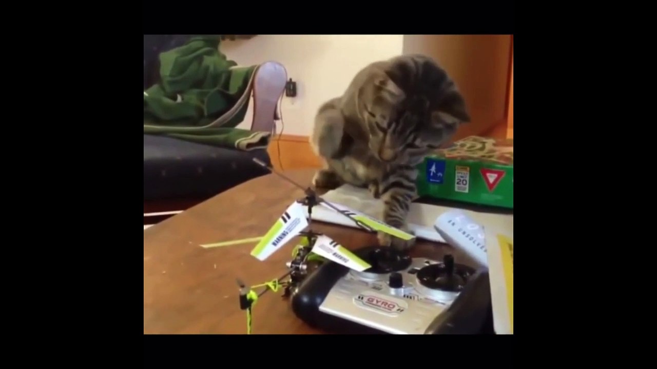 cat vs chopper