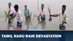 Heavy Rain In Tamil Nadu Destroys Acres Of Paddy Feilds