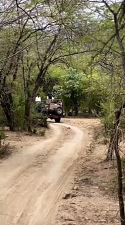 शावकों की अठखेलियां देखकर रोमांचित हुए पर्यटक