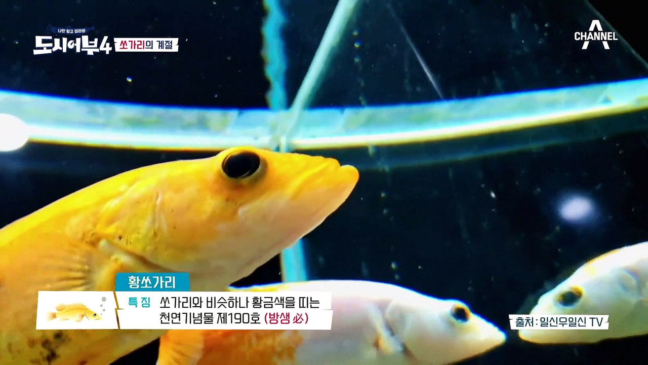 황쏘가리면 황금배지 2개[⊙ｏ⊙] *쏘가리 낚시* 황금 배지 기준 공개!