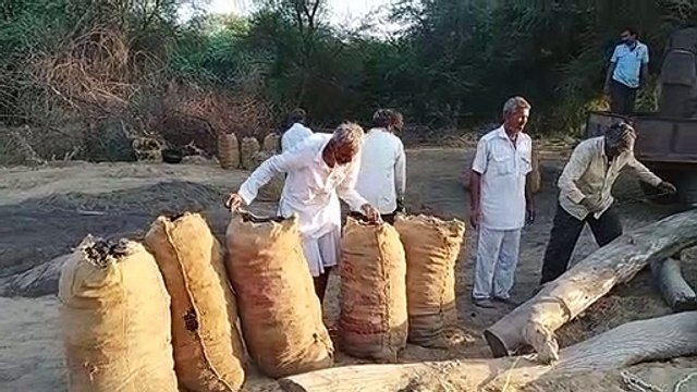 Video: लकड़ी का कोयला बना कर बेचा, वन विभाग व उपनिवेशन विभाग ने की संयुक्त कार्यवाही